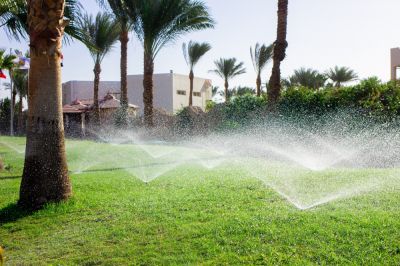 Keep Plants Hydrated and Nourished!